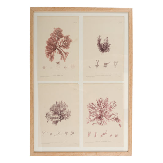 Bradbury, Henry 1859 Set of 4 Red Nature Printed Seaweed Prints