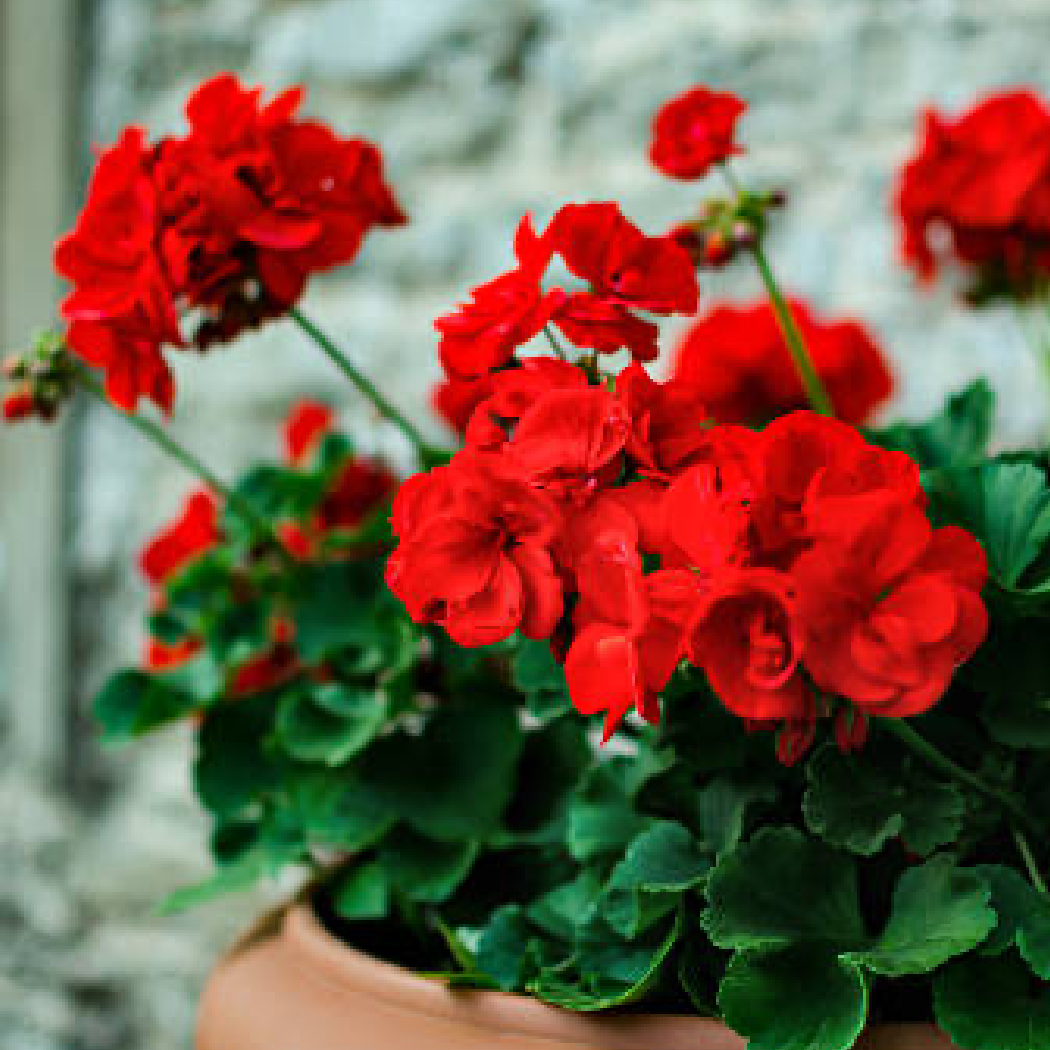 Rose Geranium Scented Pencils