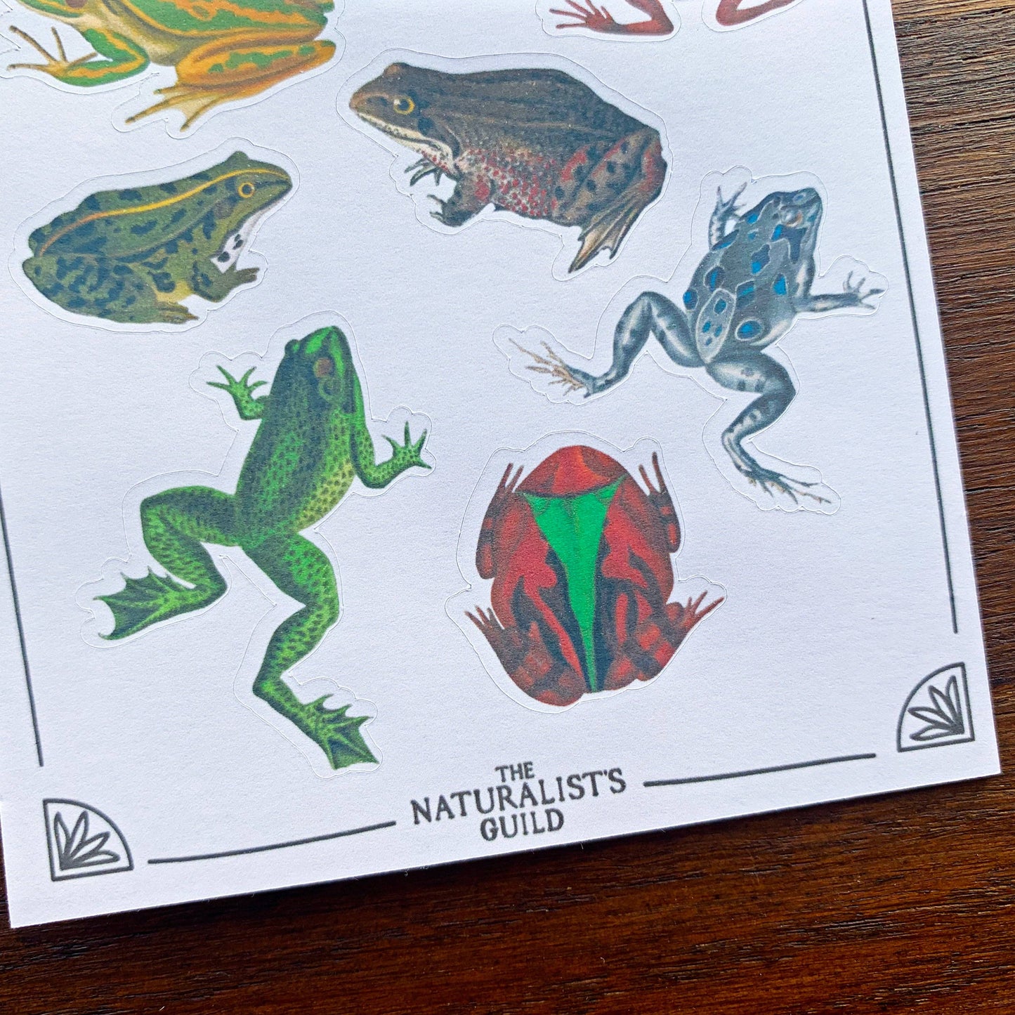 Vintage Frogs Sticker Sheet