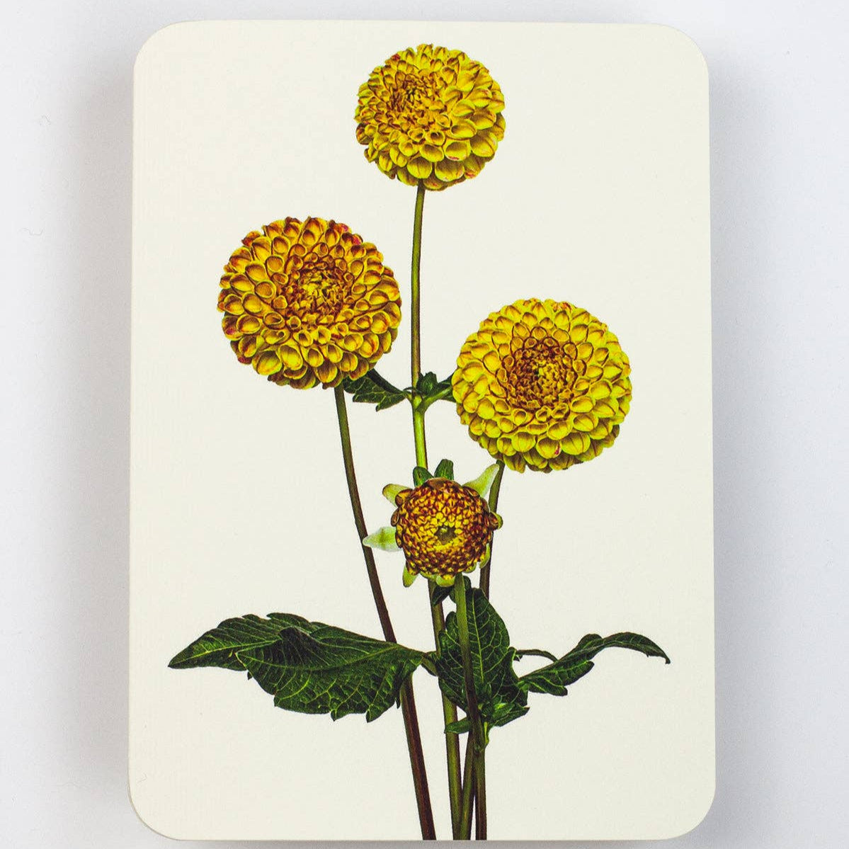 Dahlia Greeting Card
