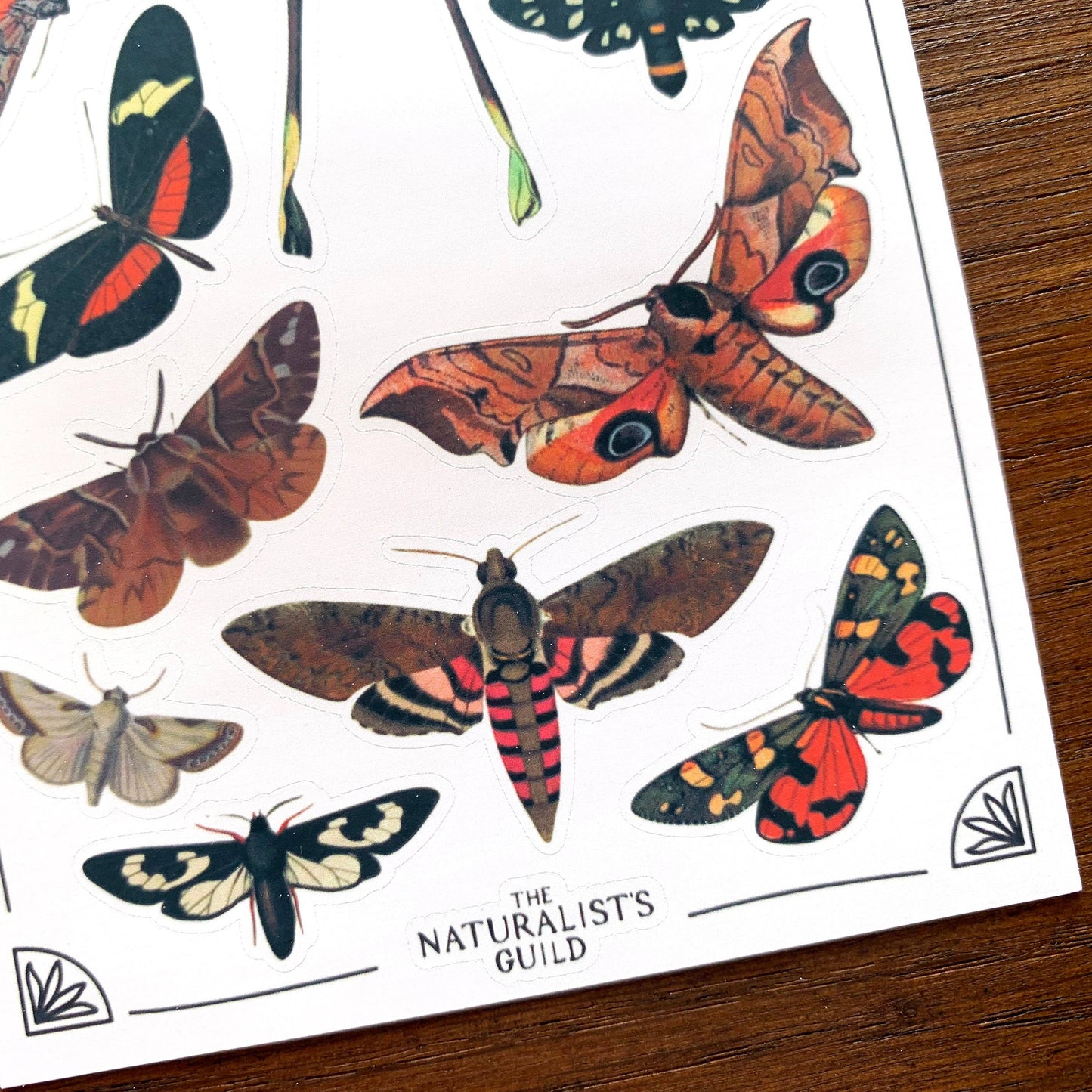 Vintage Moths Sticker Sheet