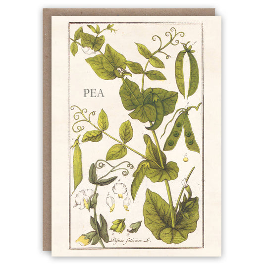 Pea Plant - Greeting Card