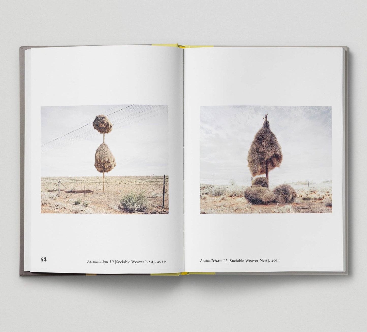 Bird - New photography of the Bird