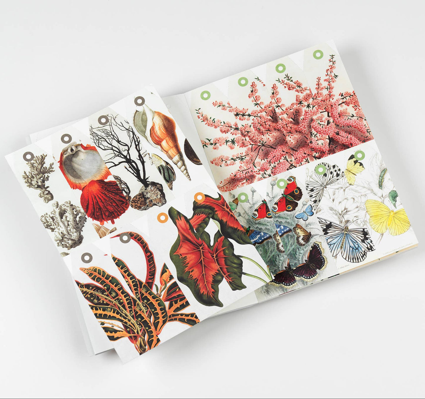 Natural History Creative Paper Book