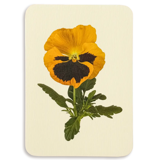 Pansy III Greeting Card