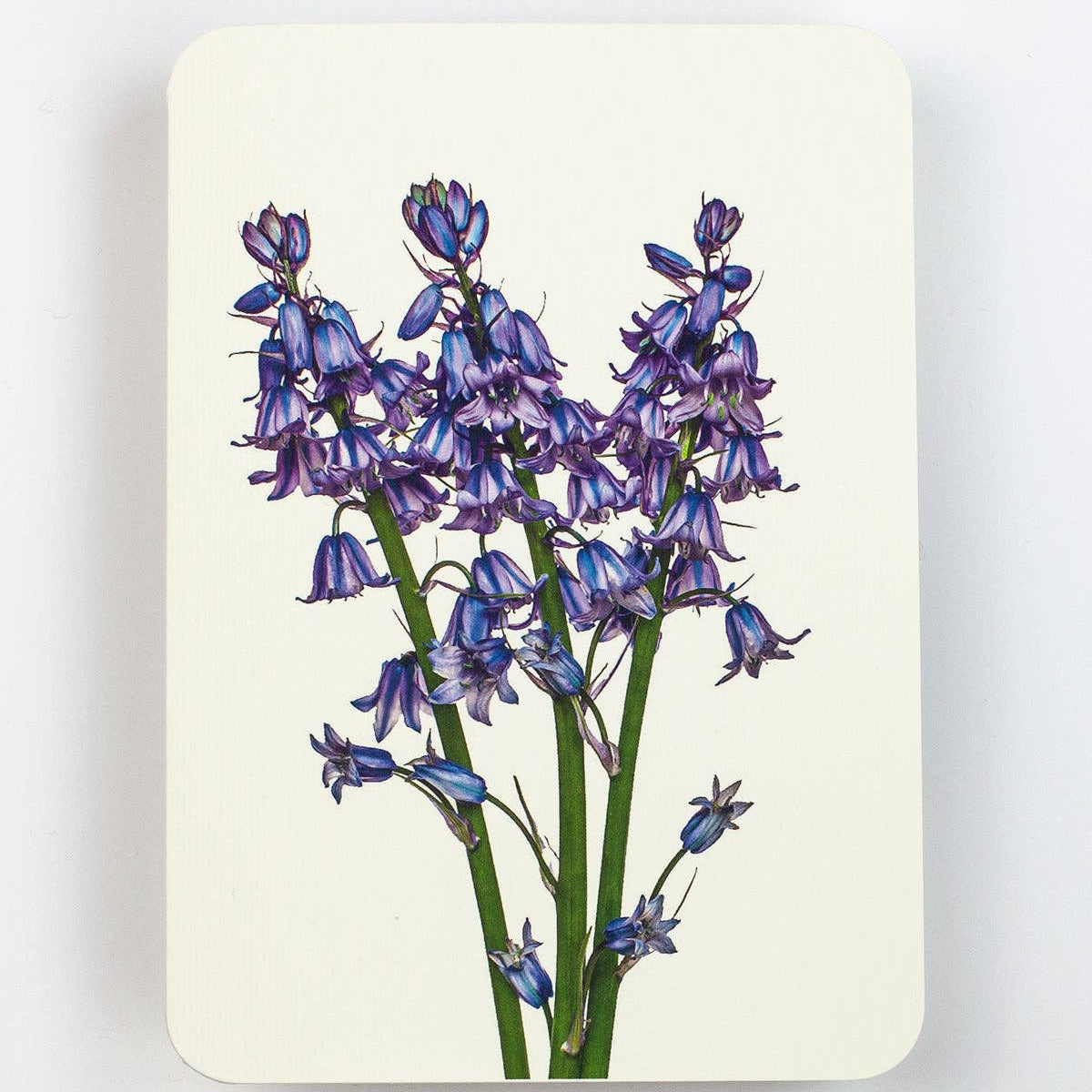 Bluebells Greeting Card