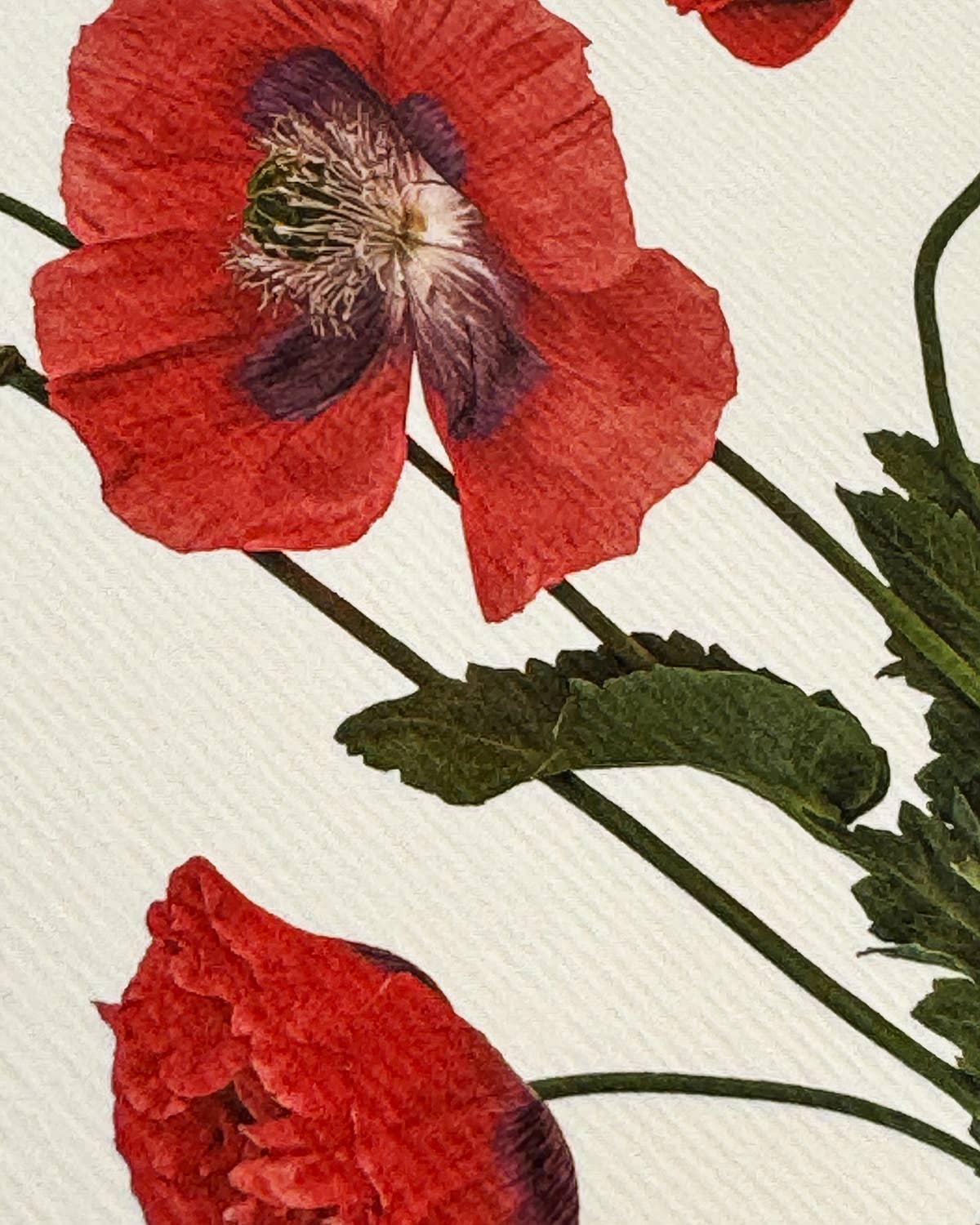 Wild Poppies Greeting Card