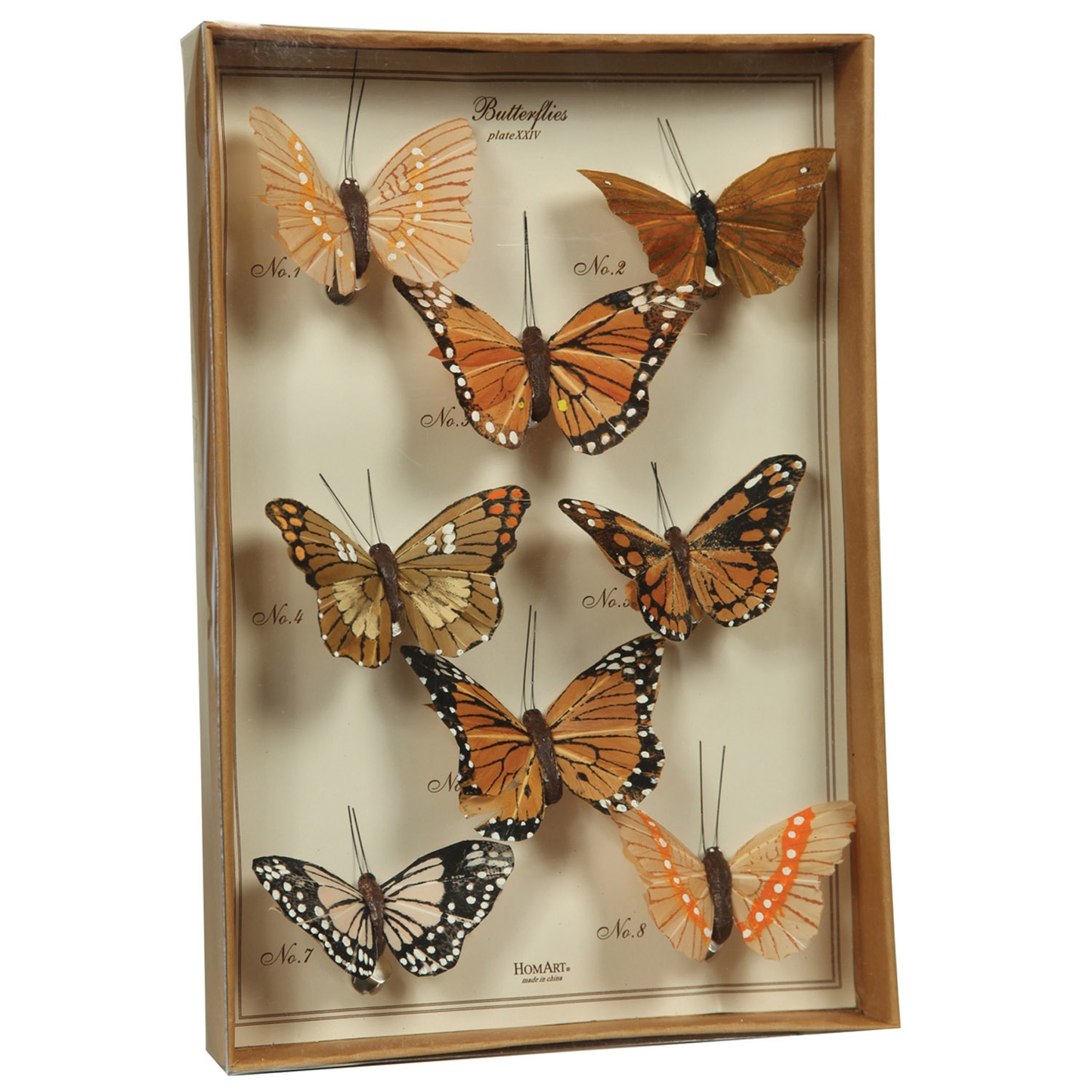 Faux Butterfly Specimen Box