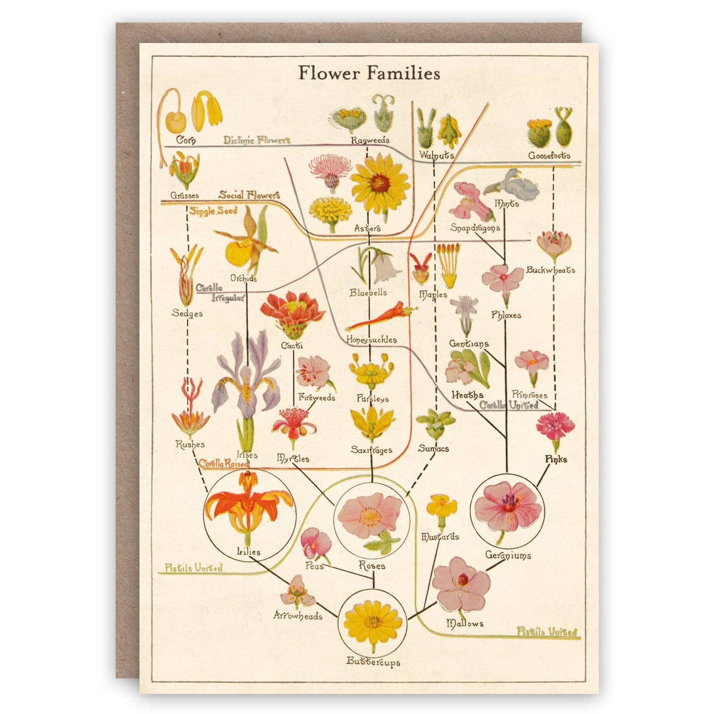 Flower Families Greeting Card
