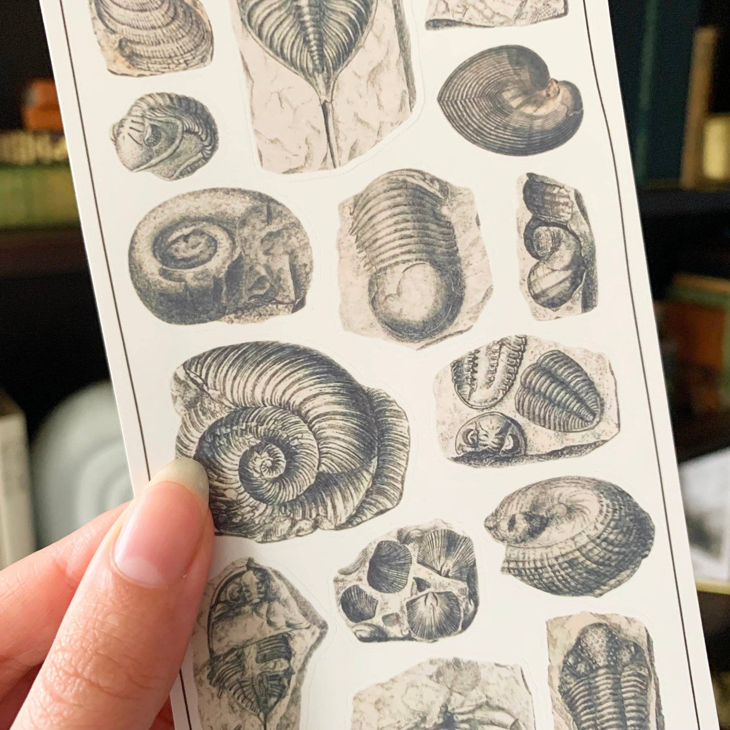 Fossils Sticker Sheet