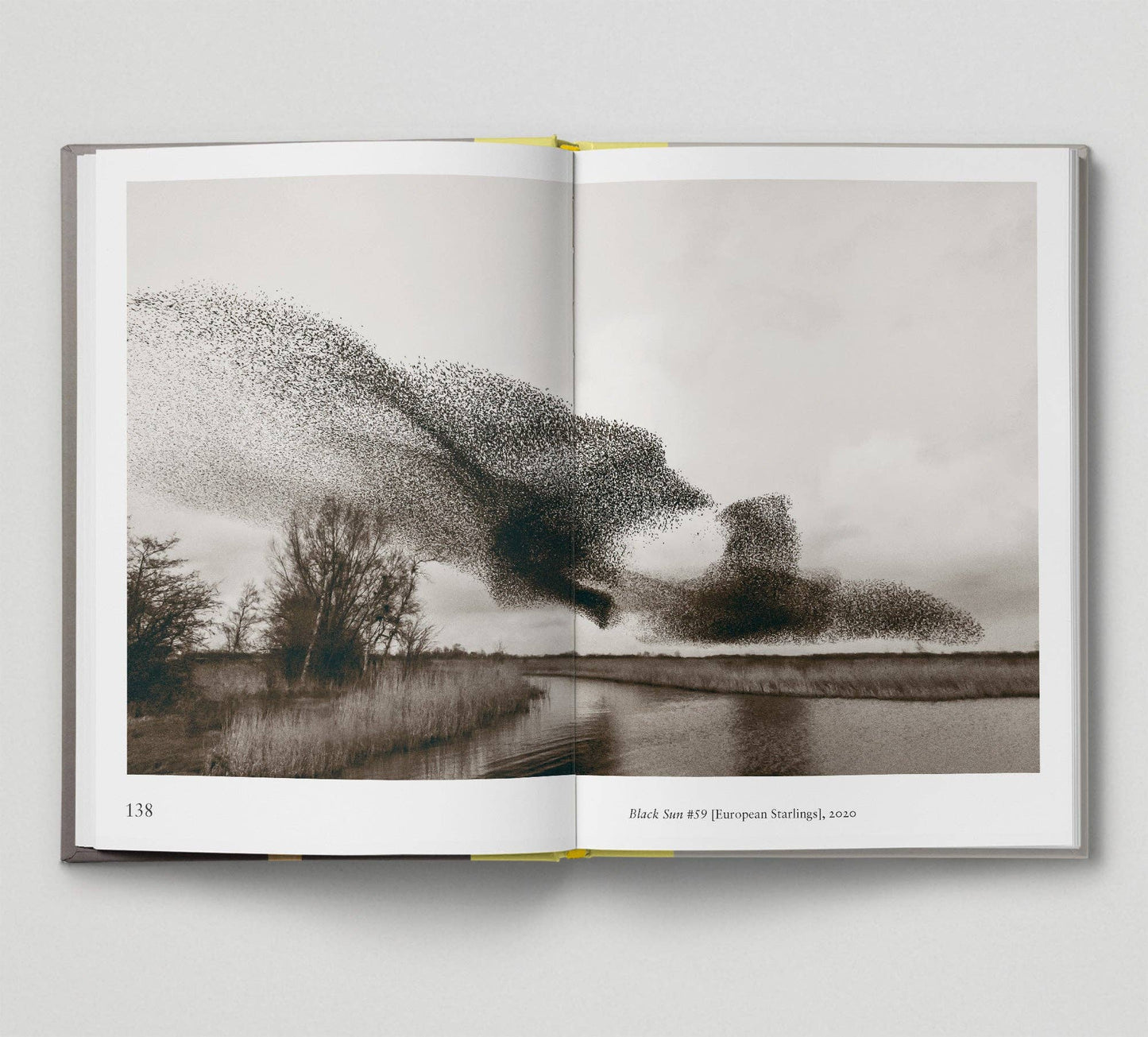 Bird - New photography of the Bird