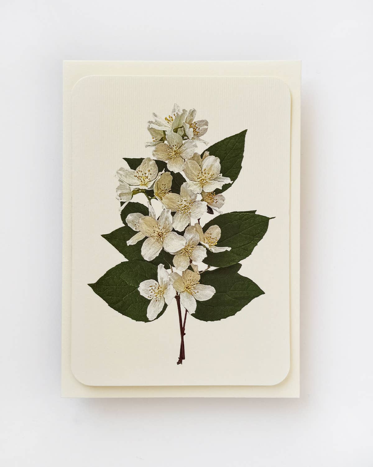 Mock Orange Greeting Card