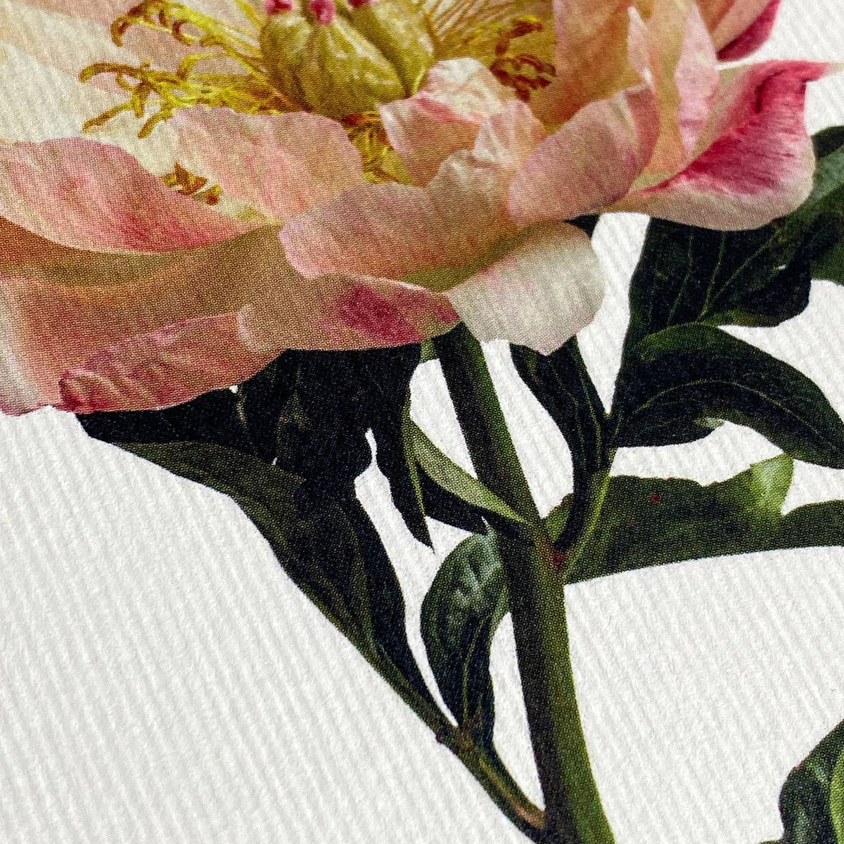 Peony Greeting Card