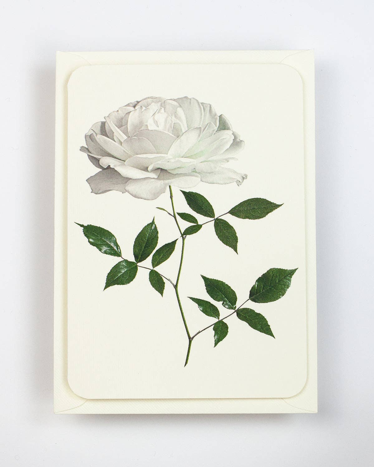 White Rose Greeting Card