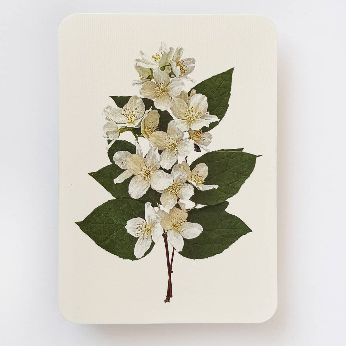 Mock Orange Greeting Card
