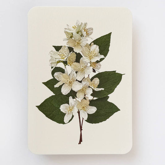 Mock Orange Greeting Card