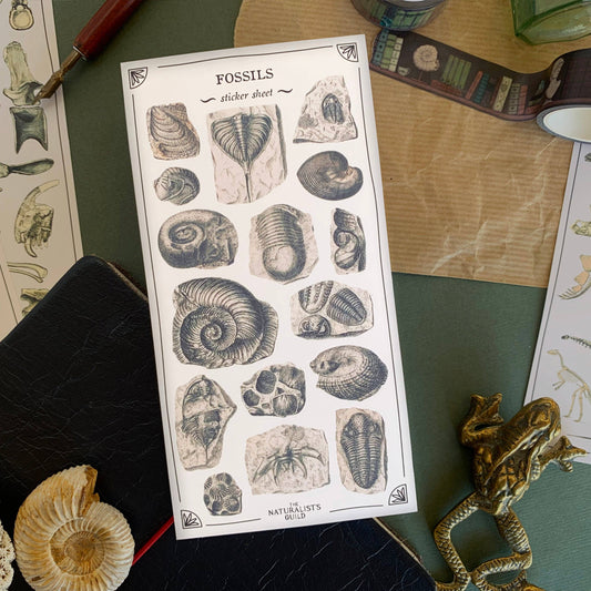 Fossils Sticker Sheet