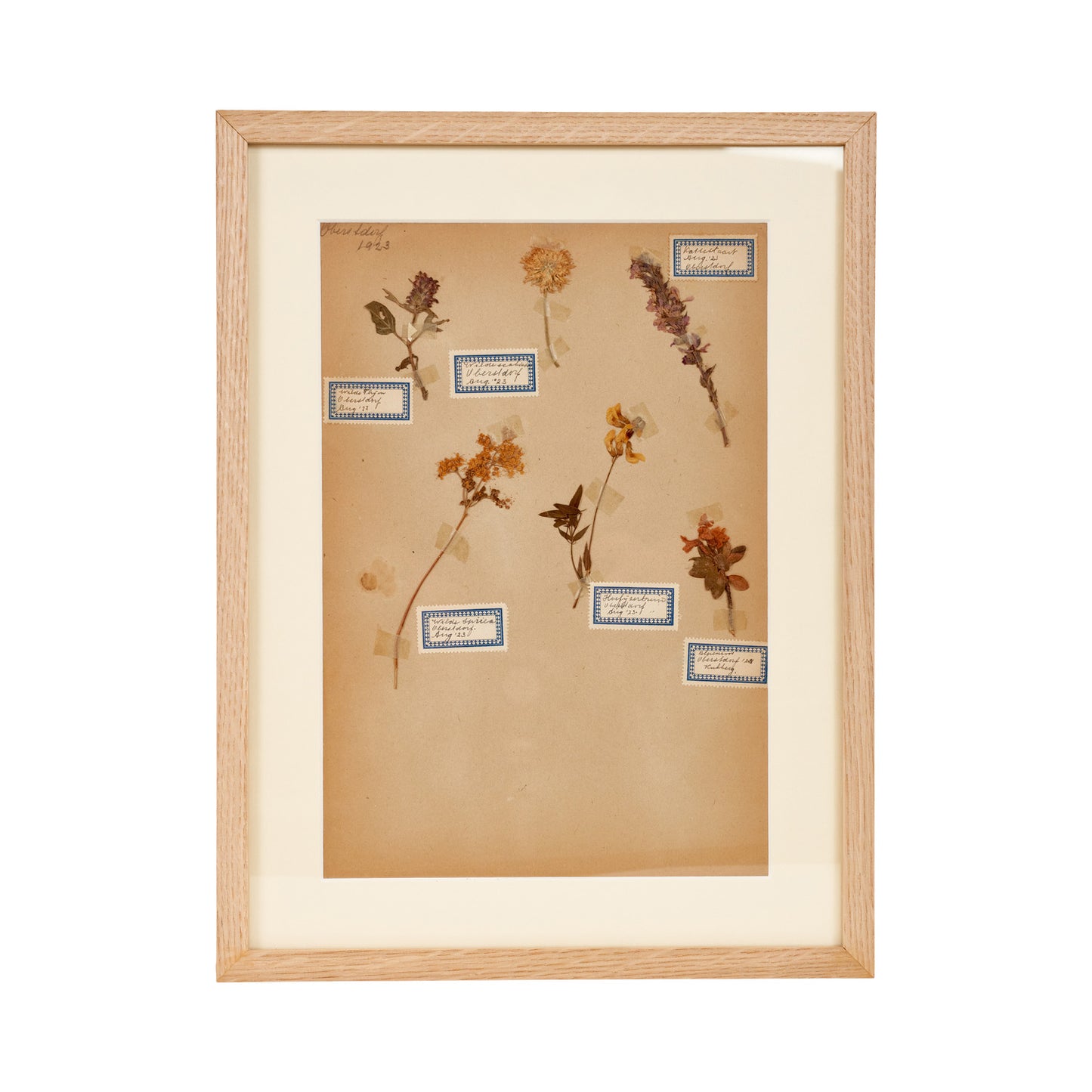 Dutch Herbier Specimen 19