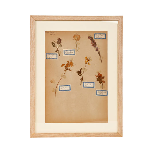 Dutch Herbier Specimen 19