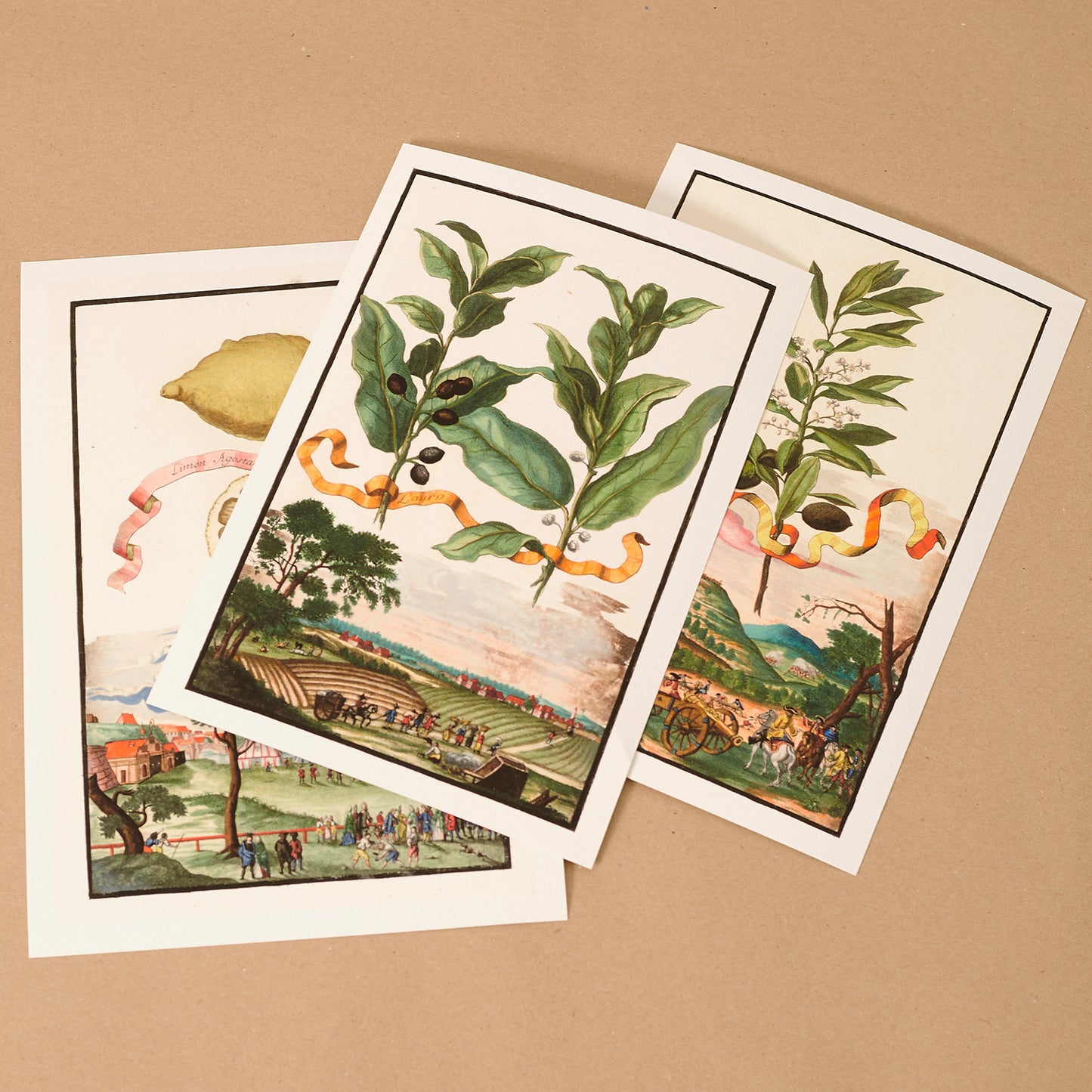 Pistaccia - Pistaccio Tree Giclée Print