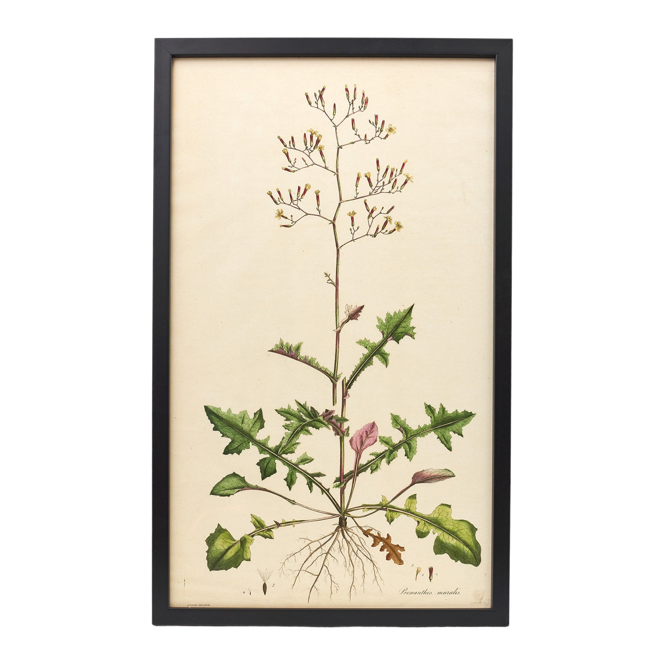 Prenanthes Muralis ‘Flora Londinensis’ Botanical Print - Framed