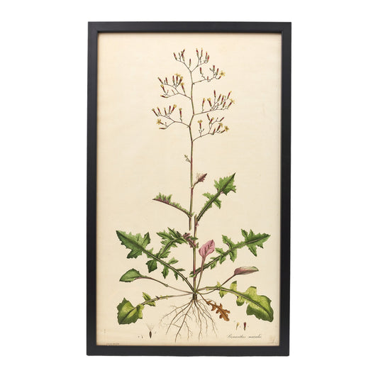 Prenanthes Muralis ‘Flora Londinensis’ Botanical Print - Framed