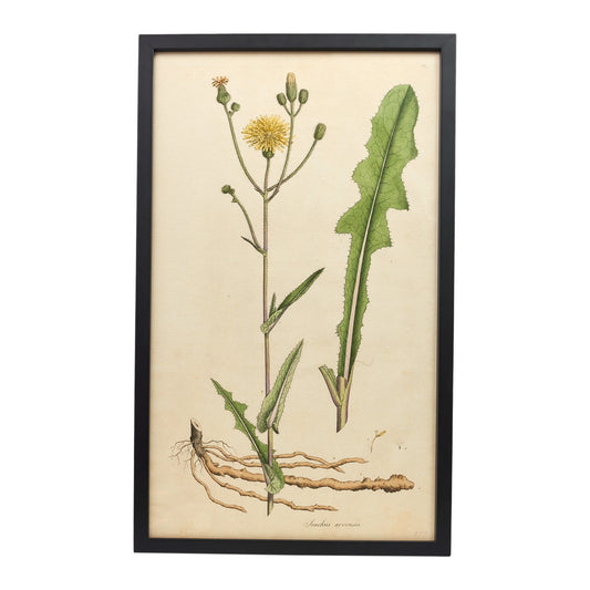 Sonchus Arvensis ‘Flora Londinensis’ Botanical Print - Framed