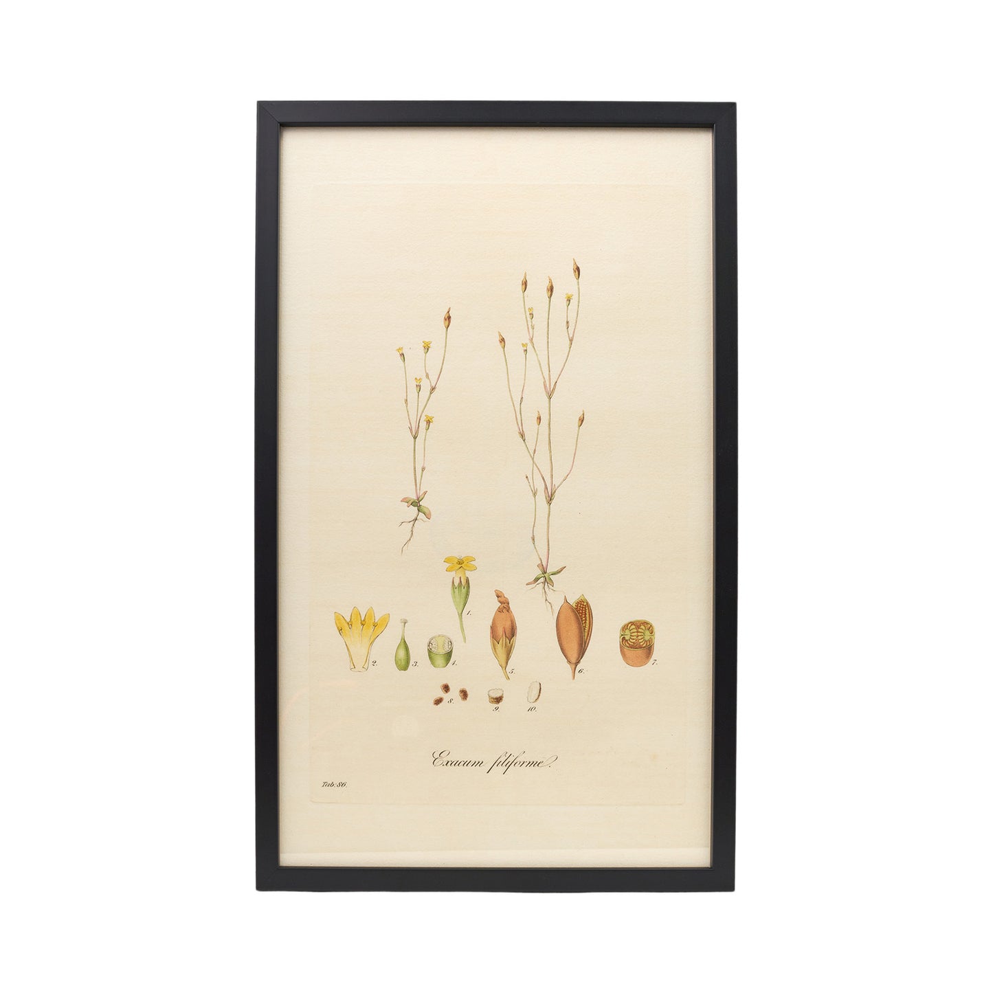 Exacum filiforme ‘Flora Londinensis’ Botanical Print - Framed