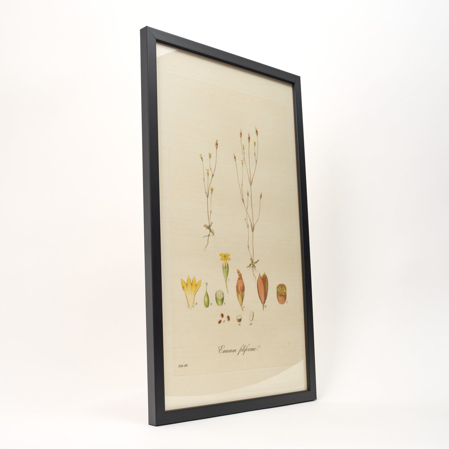 Exacum filiforme ‘Flora Londinensis’ Botanical Print - Framed
