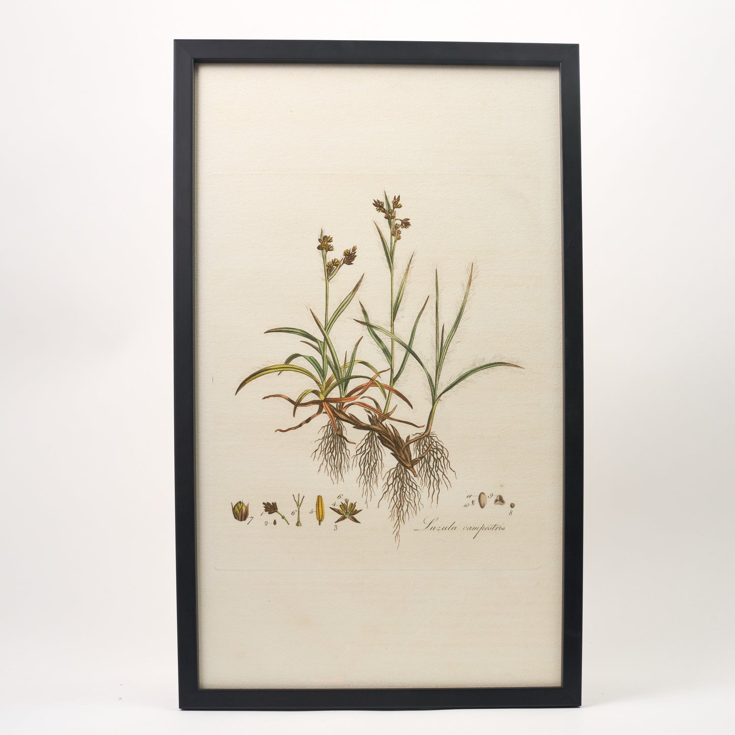 Luzula campestris ‘Flora Londinensis’ Botanical Print - Framed