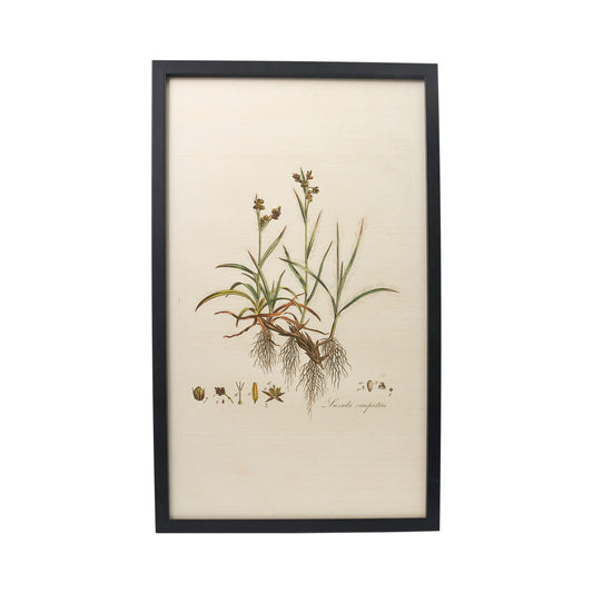 Luzula campestris ‘Flora Londinensis’ Botanical Print - Framed