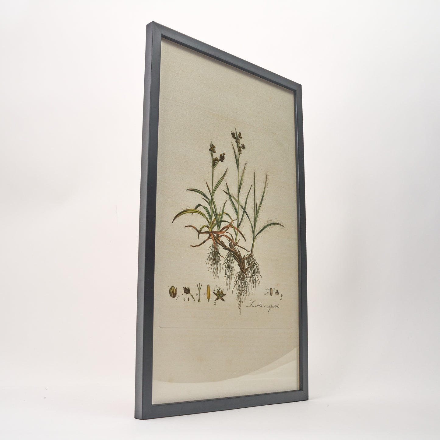 Luzula campestris ‘Flora Londinensis’ Botanical Print - Framed