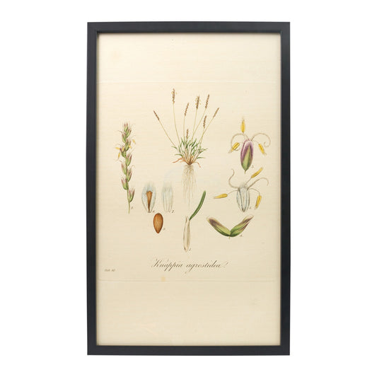 Knappia agrostidea ‘Flora Londinensis’ Botanical Print - Framed