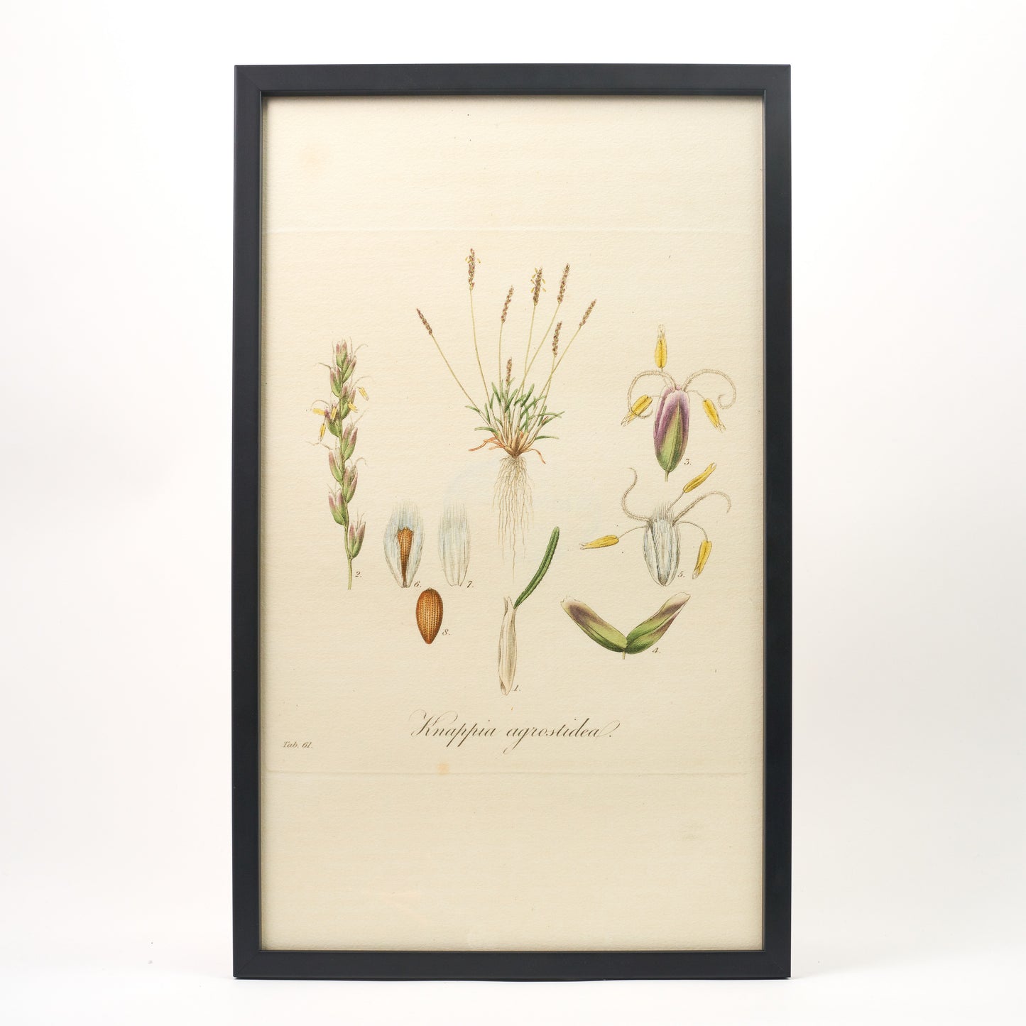 Knappia agrostidea ‘Flora Londinensis’ Botanical Print - Framed