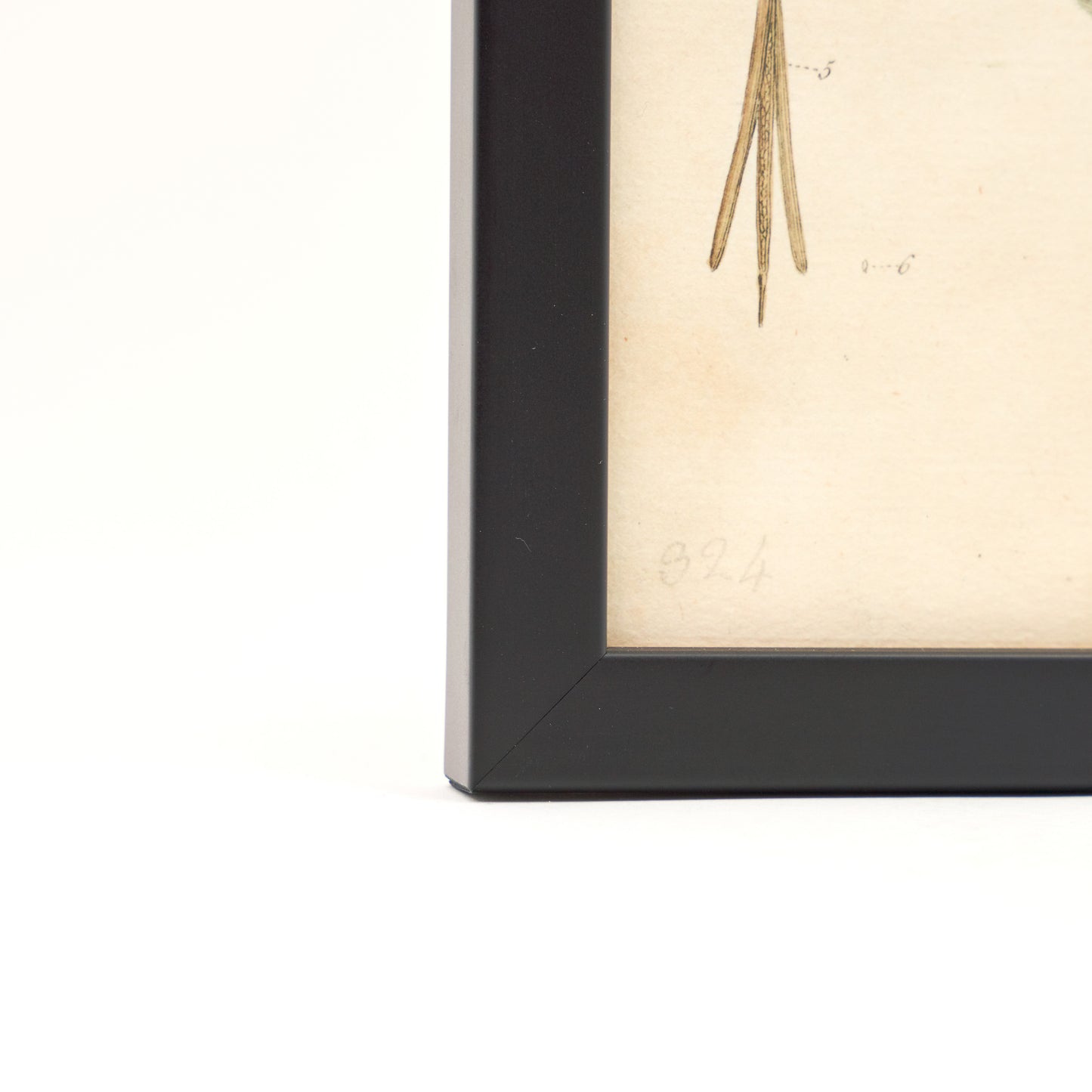 Glabra ‘Flora Londinensis’ Botanical Print - Framed