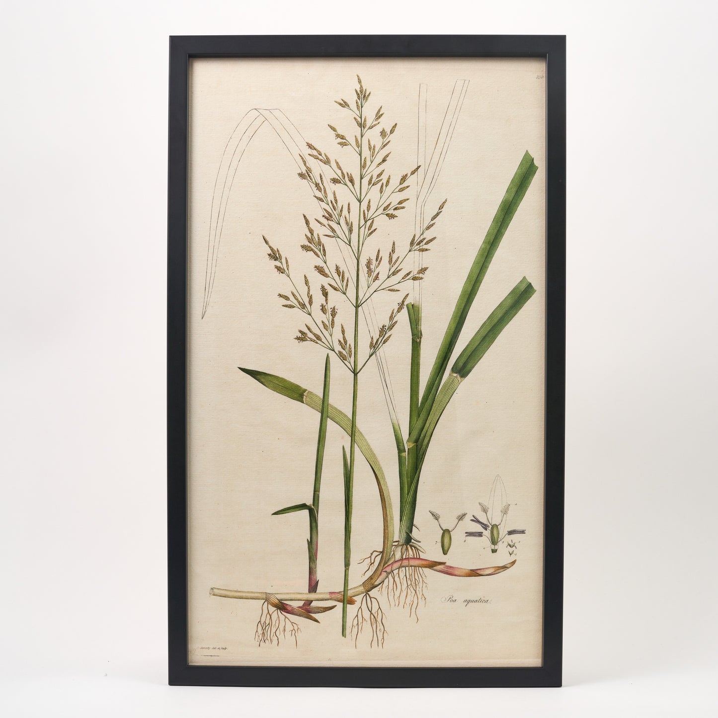 Poa aquatica ‘Flora Londinensis’ Botanical Print - Framed