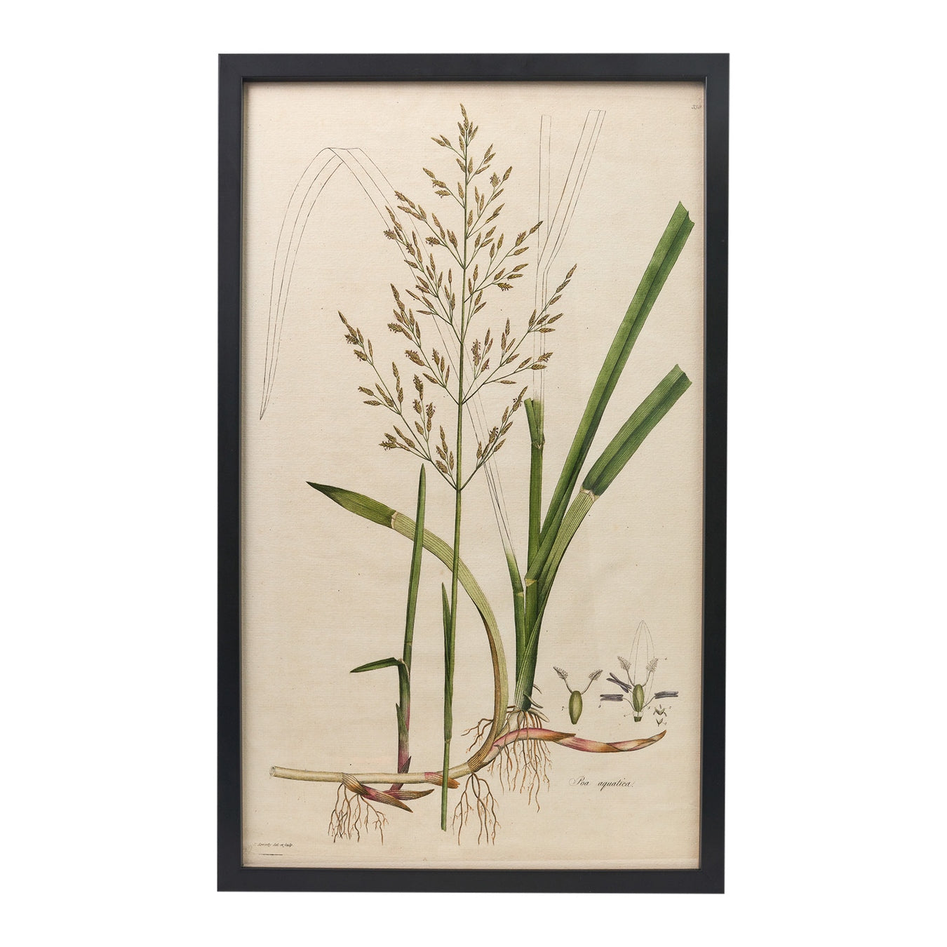 Poa aquatica ‘Flora Londinensis’ Botanical Print - Framed