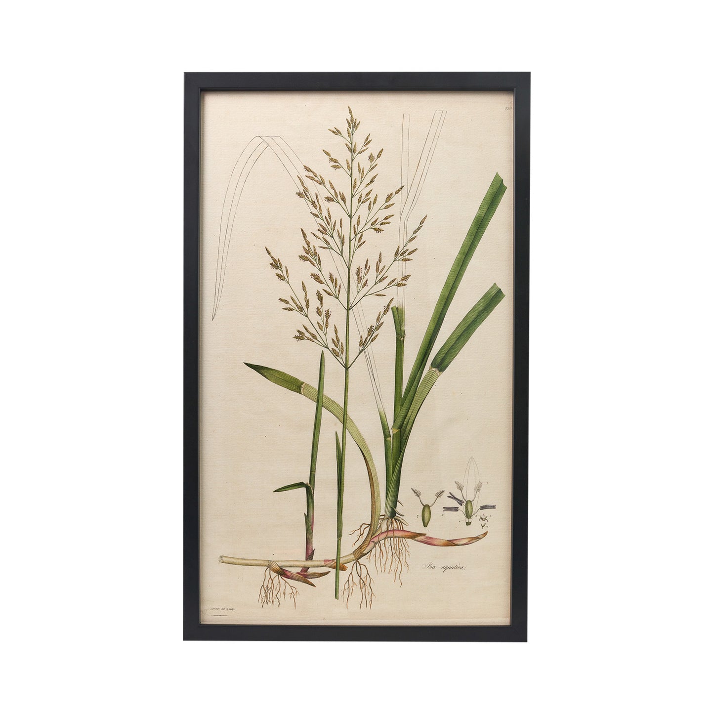 Poa aquatica ‘Flora Londinensis’ Botanical Print - Framed