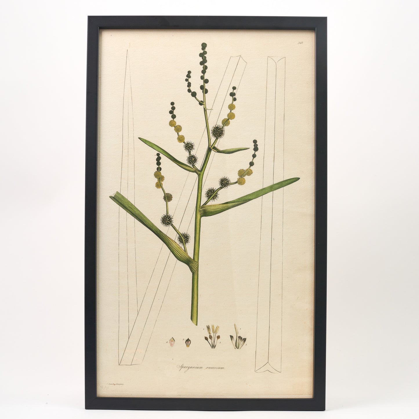 Sparganium ramosum ‘Flora Londinensis’ Botanical Print - Framed
