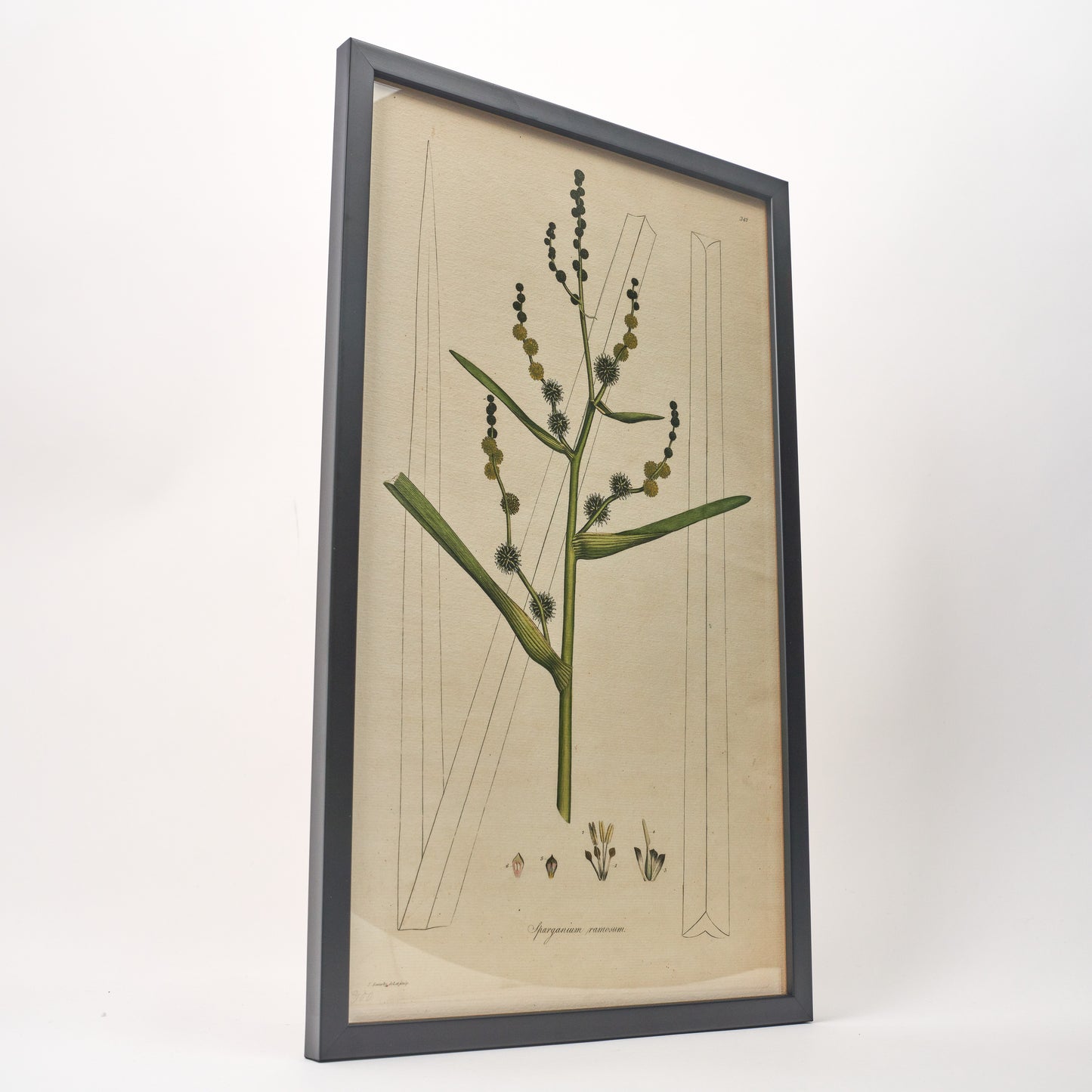 Sparganium ramosum ‘Flora Londinensis’ Botanical Print - Framed
