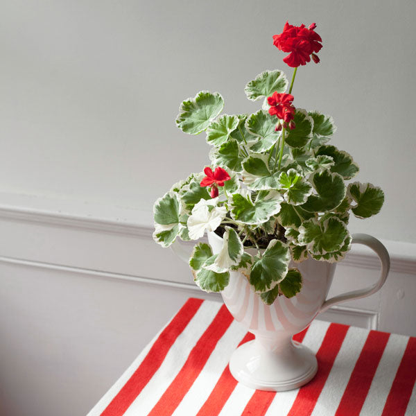 P&H Large Creamware Urn