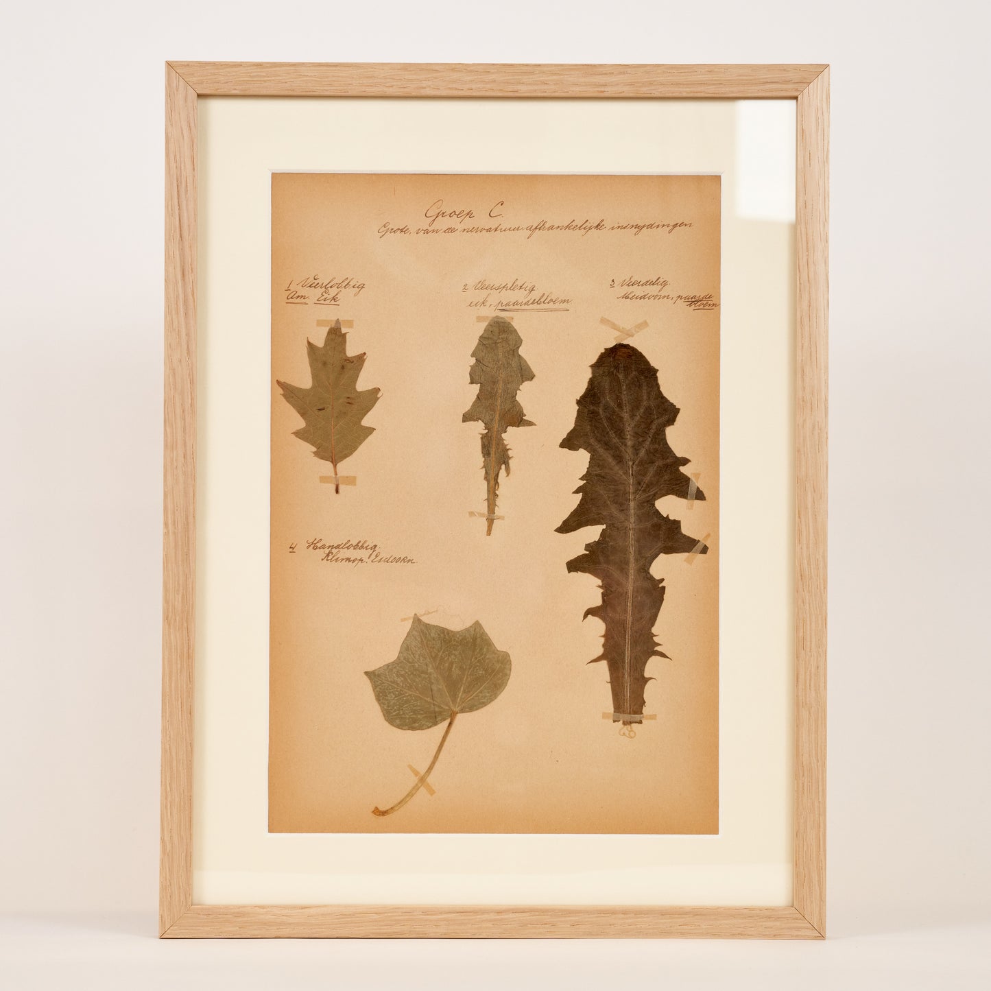 Dutch Herbier Specimen 20