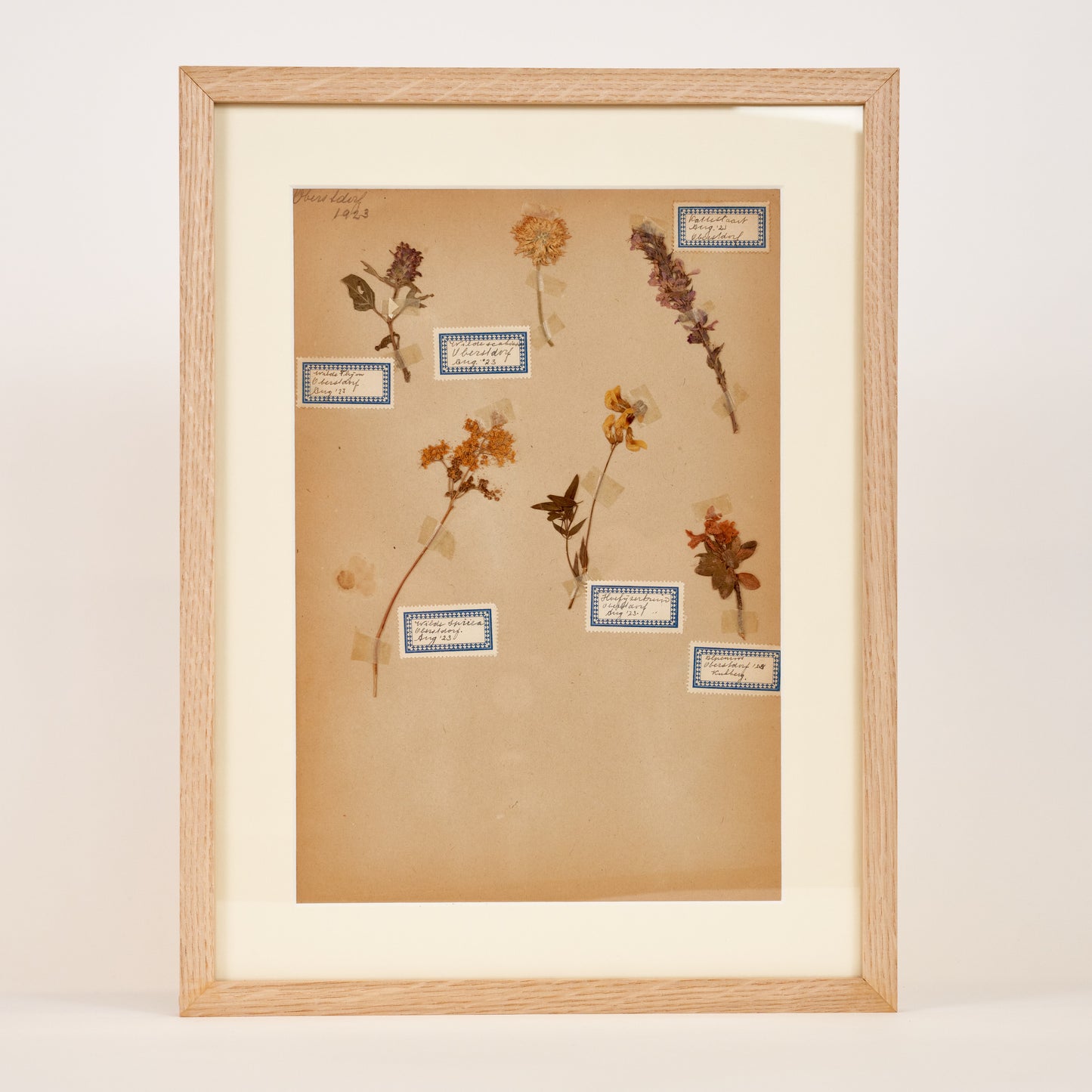 Dutch Herbier Specimen 19
