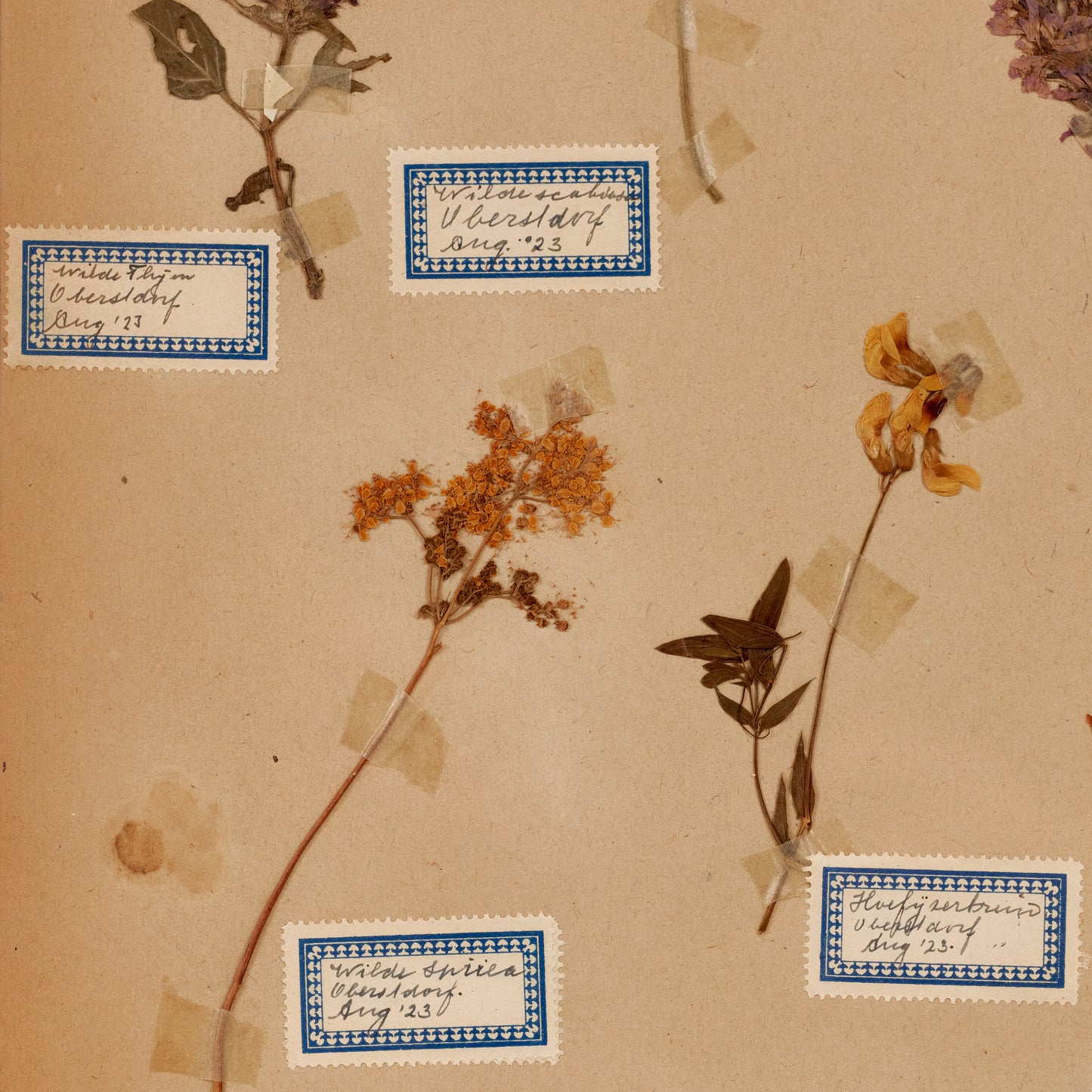 Dutch Herbier Specimen 19