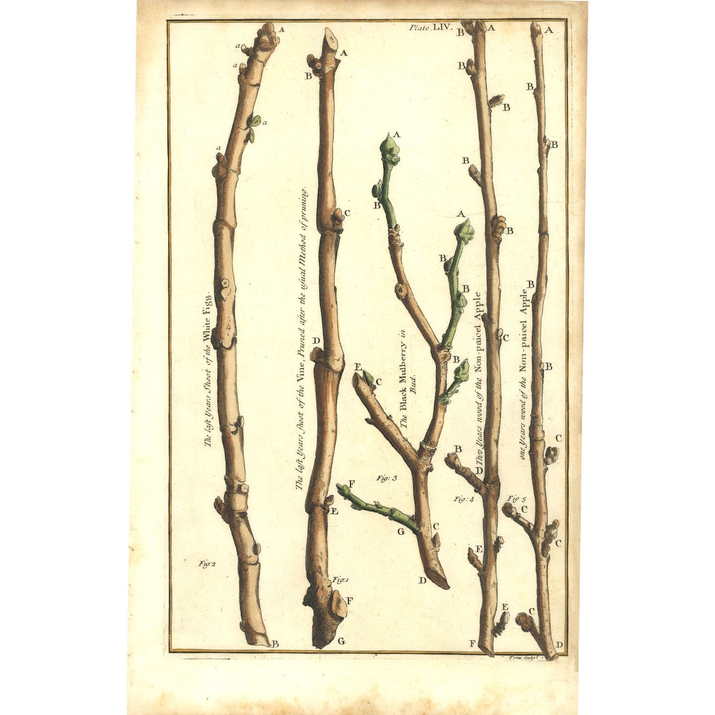 Plate LIV - The Illustrated Garden, 1729 by Batty Langley