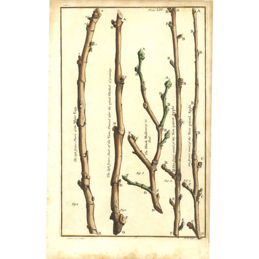 Plate LIV - The Illustrated Garden, 1729 by Batty Langley