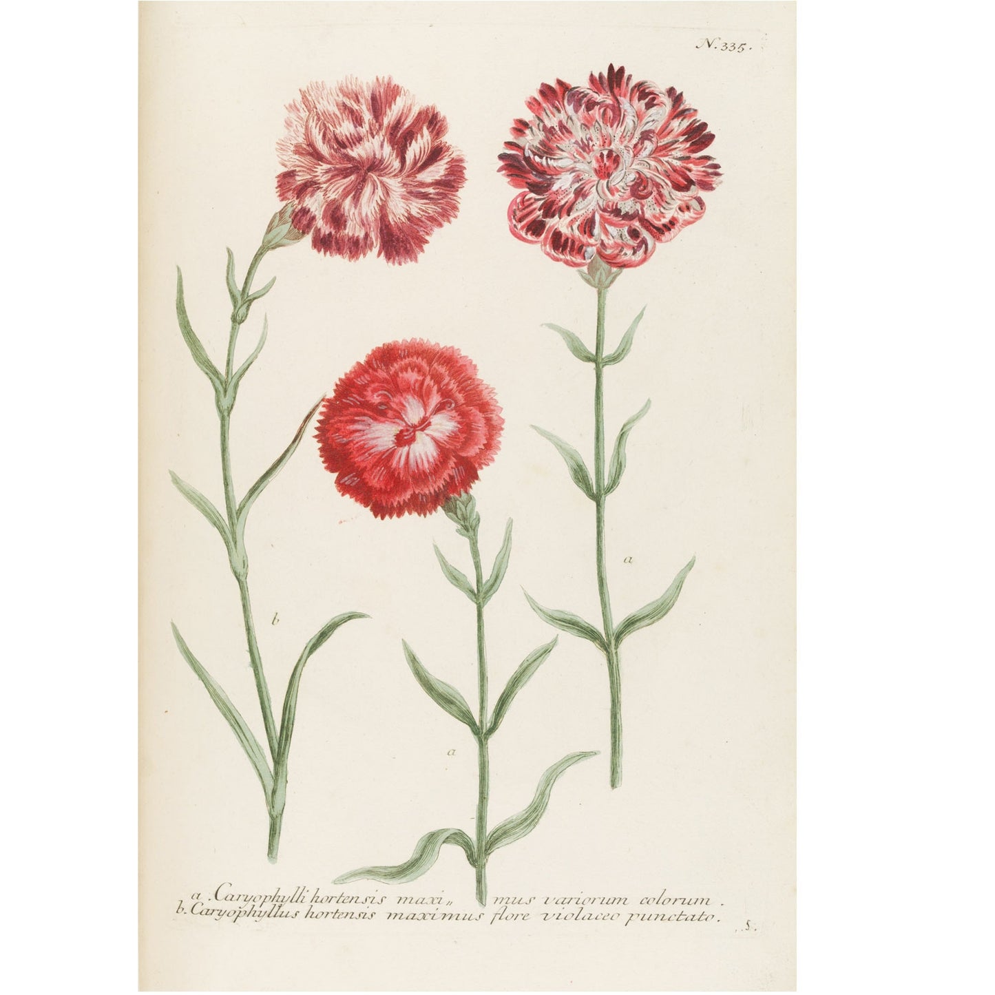Caryophyllus Hortensis Maximus No. 335