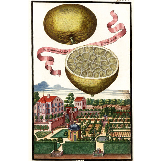 Bergamotto Della Grand Sorte Giclée Print