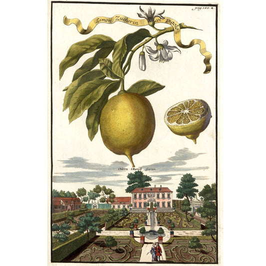 Limon Zucherin Col Pigolo Giclée Print