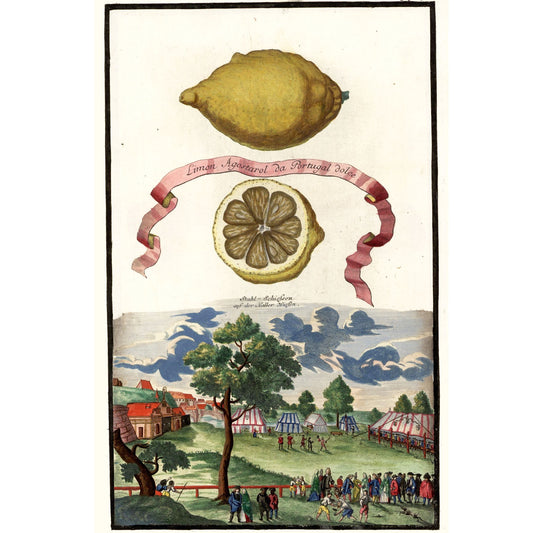 Limon Agostarol Da Portugal Dolce Giclée Print